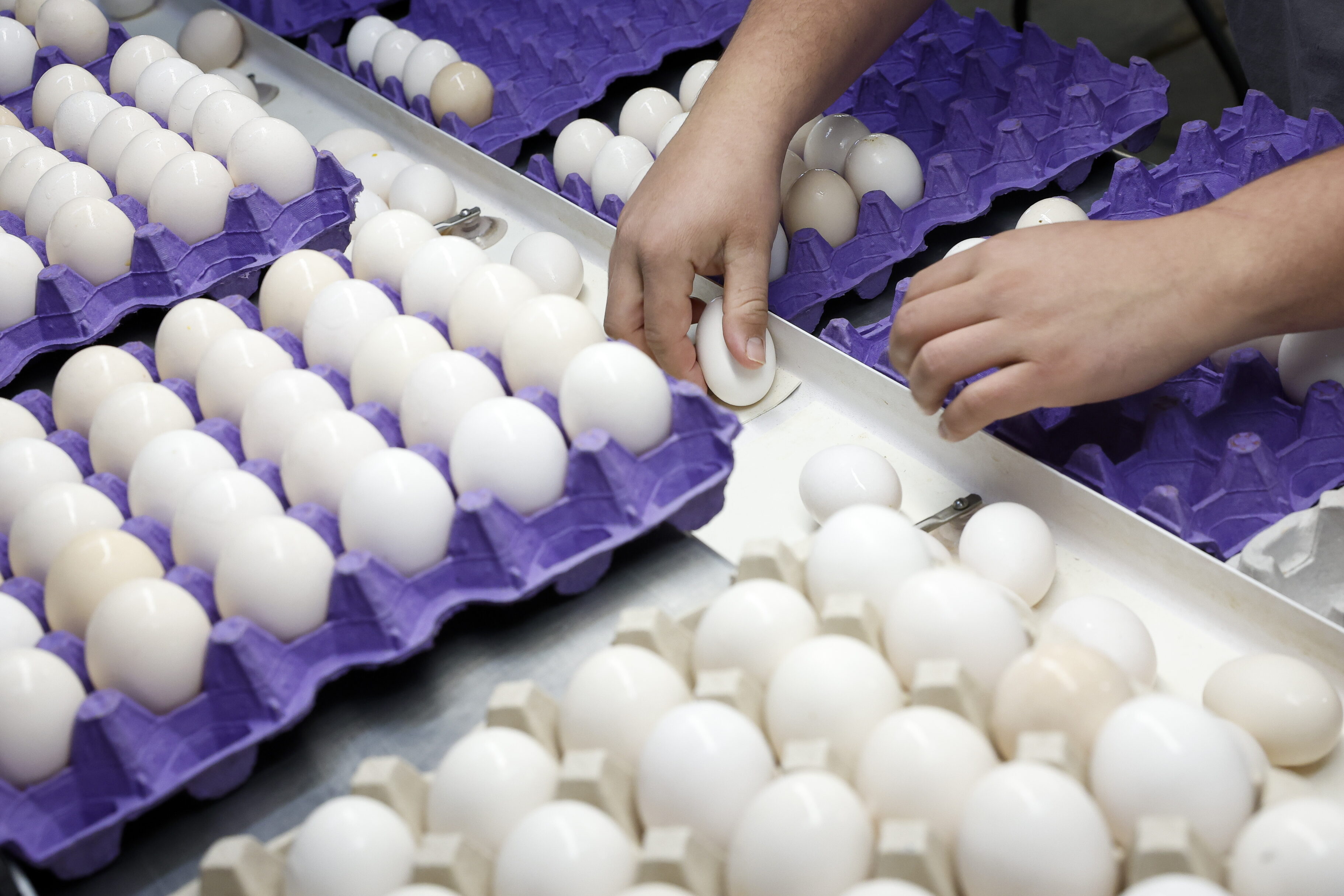 El precio de los huevos llega a niveles récord en EE. UU., ¿cuál es la razón?