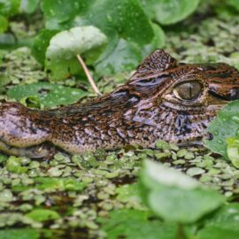 Babillas serán reubicadas del lago en Ciudad Jardín por afectaciones ambientales en su entorno