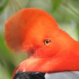 'Oiga, Mire, Aves': 10 años de amor por las aves