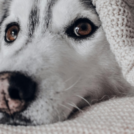 ¿Es bueno o malo dormir con nuestras mascotas? Esto es lo que debes tener en cuenta