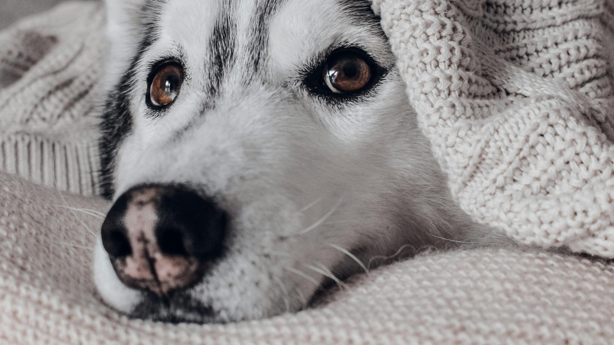 ¿Es bueno o malo dormir con nuestras mascotas? Esto es lo que debes tener en cuenta