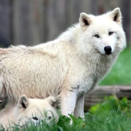 Los míticos lobos gigantes de 'Juego de Tronos' son traídos a la vida real 