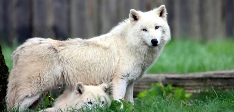 Los míticos lobos gigantes de 'Juego de Tronos' son traídos a la vida real 