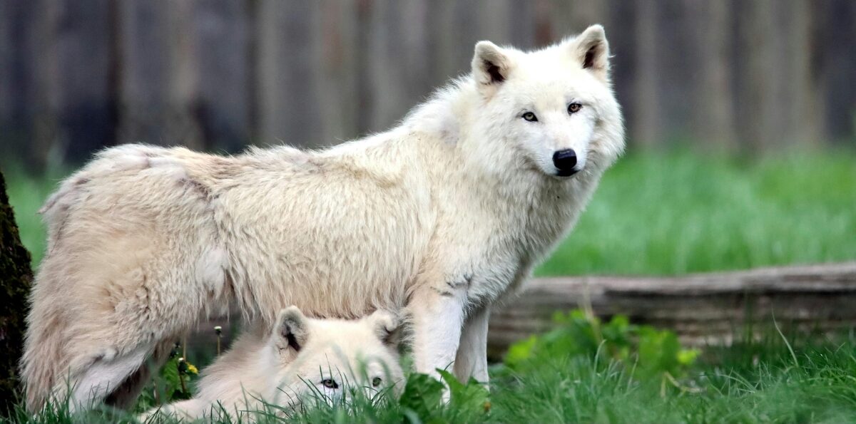 Los míticos lobos gigantes de 'Juego de Tronos' son traídos a la vida real 