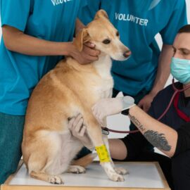 ¡Ojo! Estos síntomas pueden significar que su mascota tiene una enfermedad