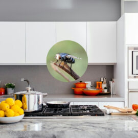 Así puedes mantener las moscas fuera de tu cocina con una planta aromática
