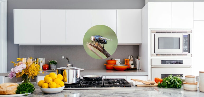 Así puedes mantener las moscas fuera de tu cocina con una planta aromática