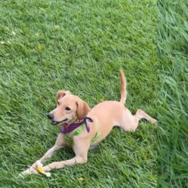 La emotiva historia de Arjona, un perrito en adopción que lleva 2 años esperando una familia