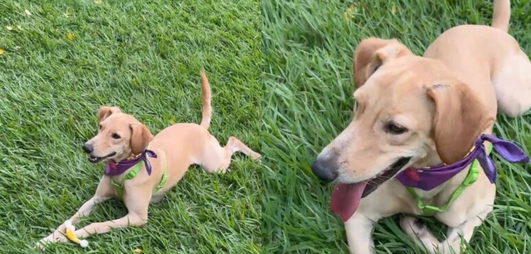 La emotiva historia de Arjona, un perrito en adopción que lleva 2 años esperando una familia