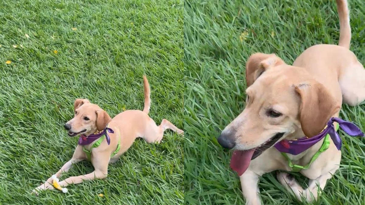 La emotiva historia de Arjona, un perrito en adopción que lleva 2 años esperando una familia
