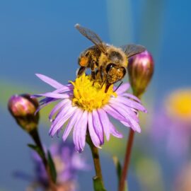 ¿Qué pasaría si las abejas se extinguieran? El planeta correría peligro