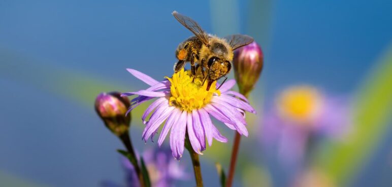 ¿Qué pasaría si las abejas se extinguieran? El planeta correría peligro