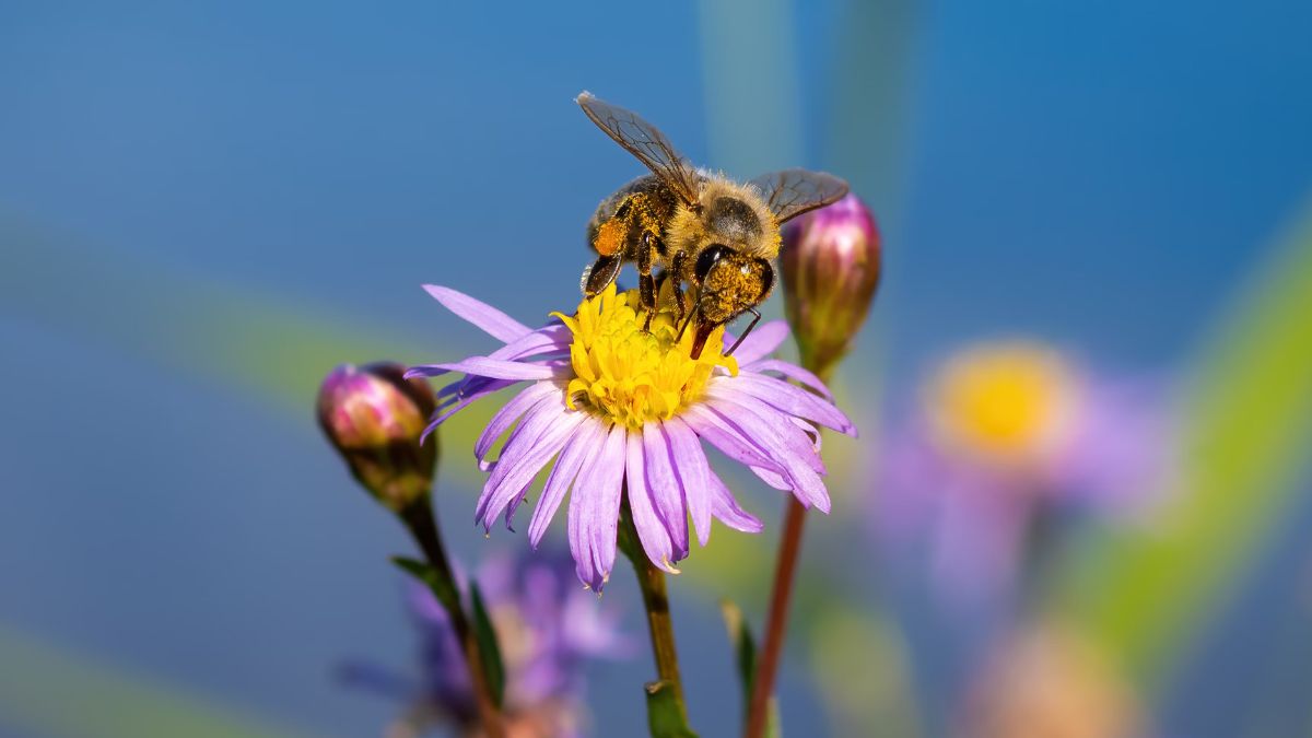 ¿Qué pasaría si las abejas se extinguieran? El planeta correría peligro