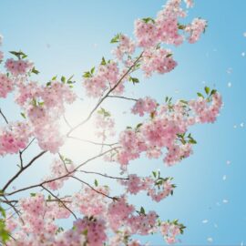 ¿Cuál es el pronóstico del clima para Cali hoy lunes?