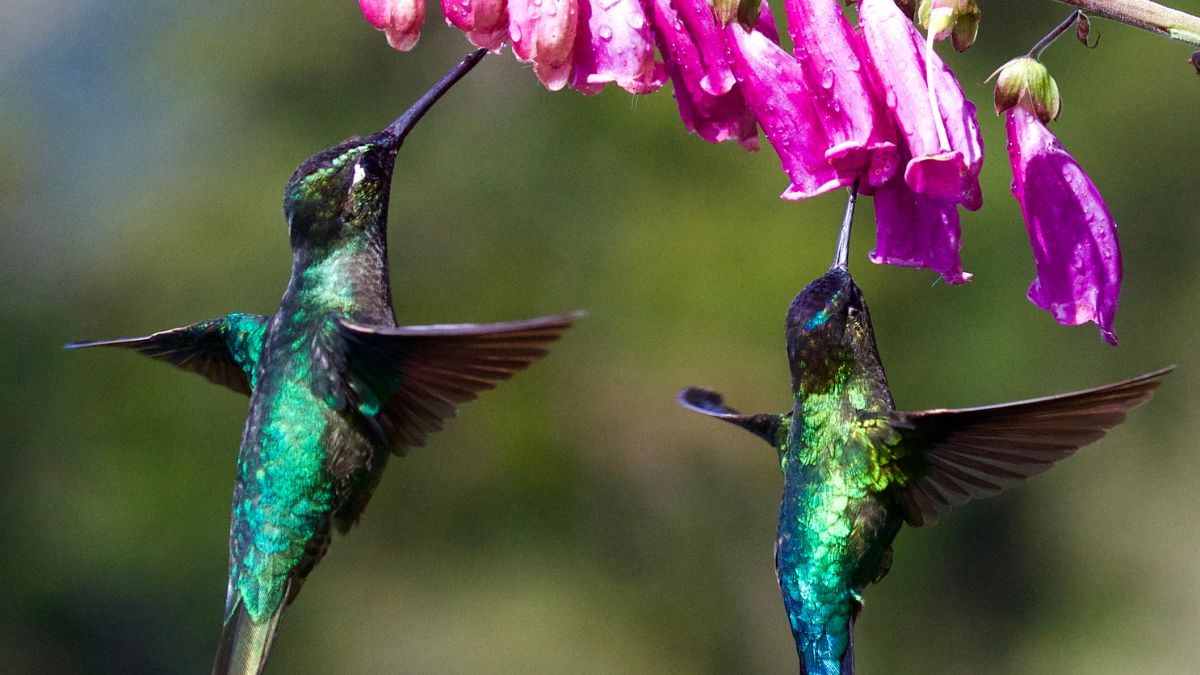 colibri