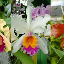 Cultivo in vitro de orquídeas: ciencia, conservación y sostenibilidad en la UAO