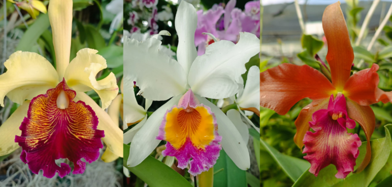 Cultivo in vitro de orquídeas: ciencia, conservación y sostenibilidad en la UAO