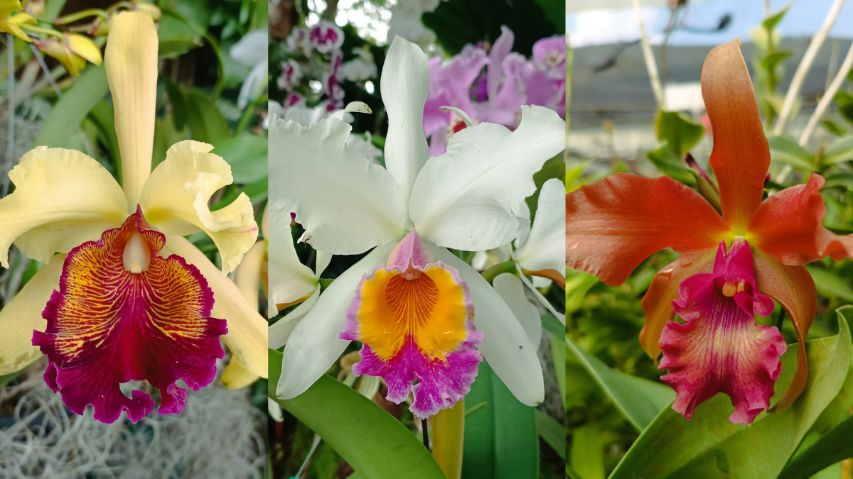 Cultivo in vitro de orquídeas: ciencia, conservación y sostenibilidad en la UAO