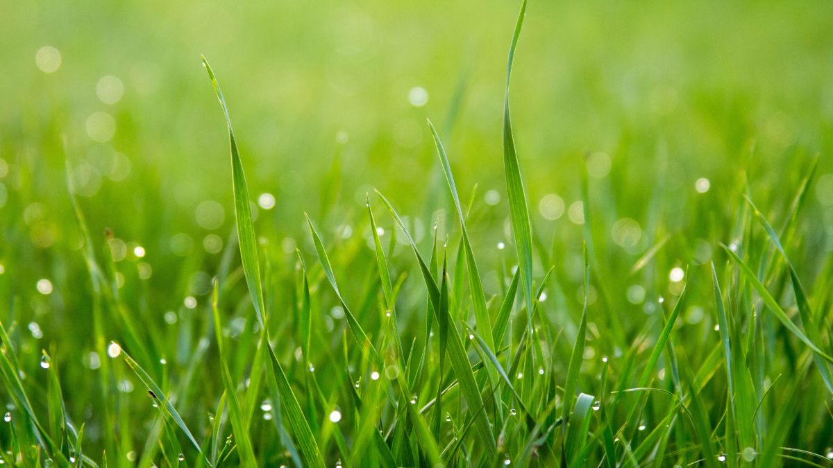 pasto-gramilla