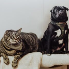 ¡Cuidado! estas son las señales de alerta de que su mascota puede tener parásitos