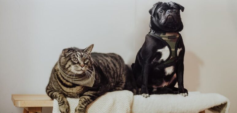 ¡Cuidado! estas son las señales de alerta de que su mascota puede tener parásitos