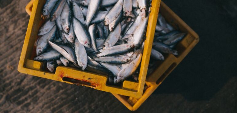 ¿Sabe elegir un pescado fresco? estos detalles le pueden dar una pista, téngalos en cuenta