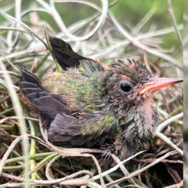 Recatan a polluelo de Colibrí en el Parque la Isleta en Cartago, Valle