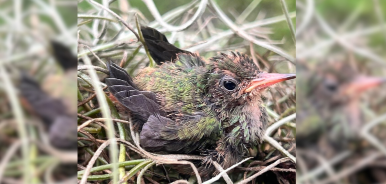 Recatan a polluelo de Colibrí en el Parque la Isleta en Cartago, Valle