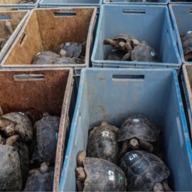 tortugas en Galapagos