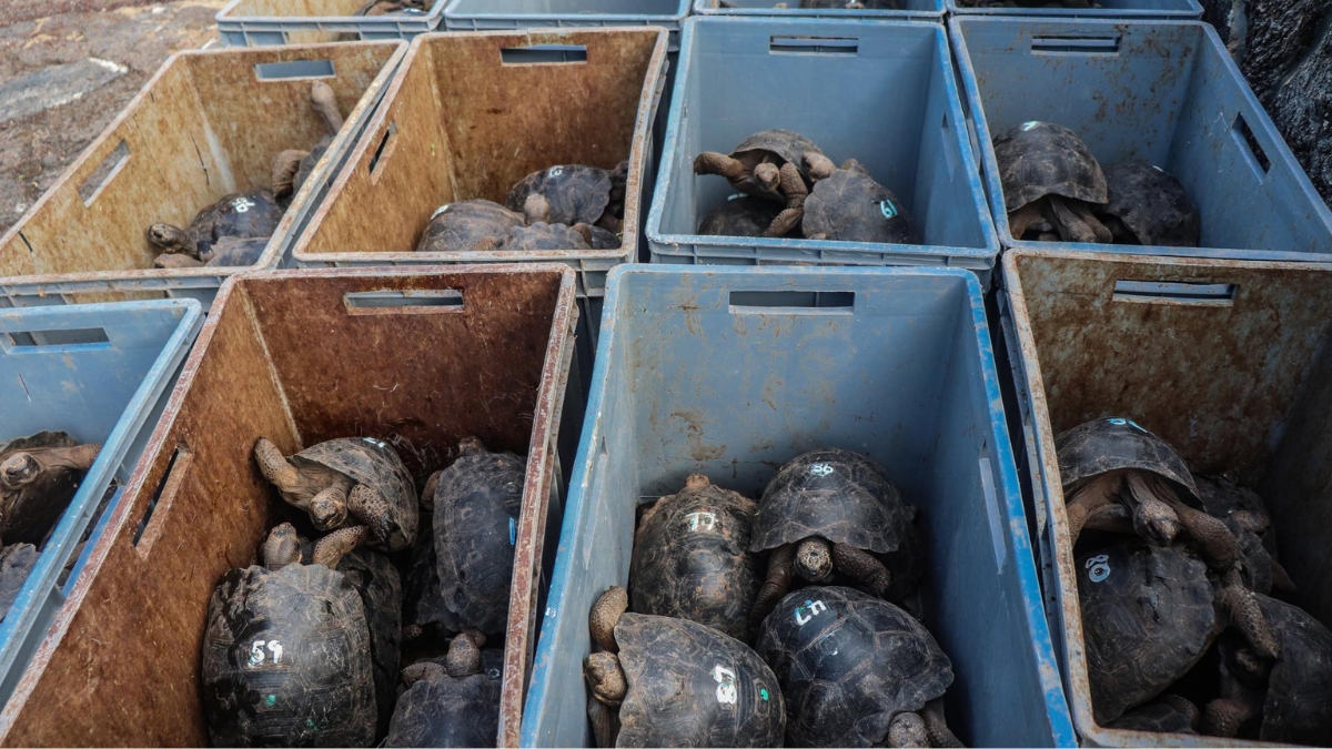 tortugas en Galapagos