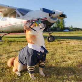 Aprueban en segundo debate el proyecto de ley que busca regular el transporte aéreo de perros y gatos