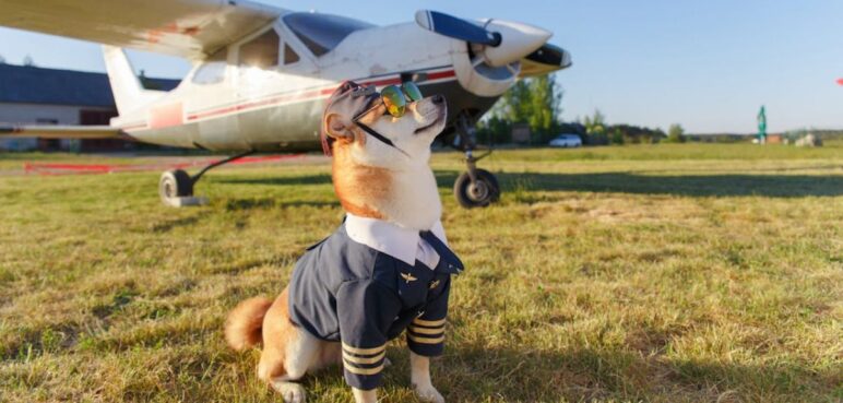 Aprueban en segundo debate el proyecto de ley que busca regular el transporte aéreo de perros y gatos