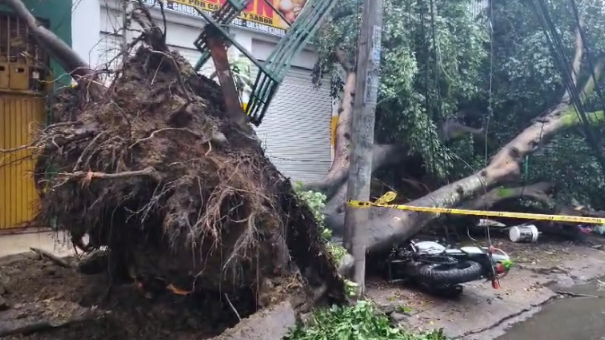 Santa Elena continúa en emergencia tras caída de árbol por lluvias en Cali