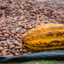 Deep Cacao: el emprendimiento que transforma el cacao en sabor, sostenibilidad y turismo rural