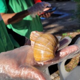 Cali en alerta por expansión del caracol africano en temporada de lluvias
