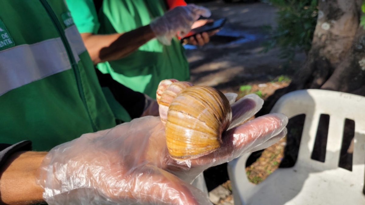 ¿Qué hacer si se encuentra un caracol africano? por nada del mundo lo toque