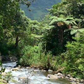 Turismo ecológico en Cali: conoce 'El Nilo Pance' y su apuesta por la sostenibilidad