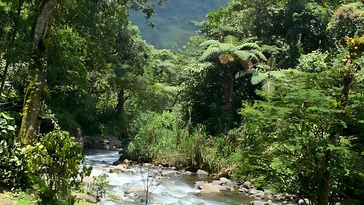Turismo ecológico en Cali: conoce 'El Nilo Pance' y su apuesta por la sostenibilidad