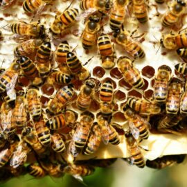 ¿Podríamos vivir sin las abejas? Todo lo que no sabías de ellas