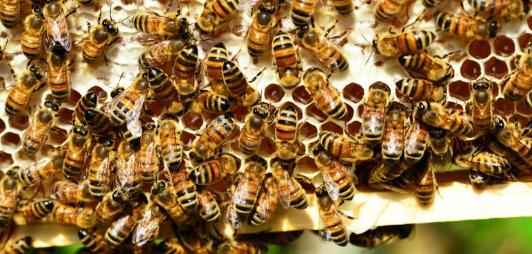 ¿Podríamos vivir sin las abejas? Todo lo que no sabías de ellas