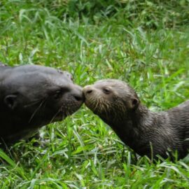 Zoológico de Cali tendrá entrada gratuita para niños: ¿cuándo será?
