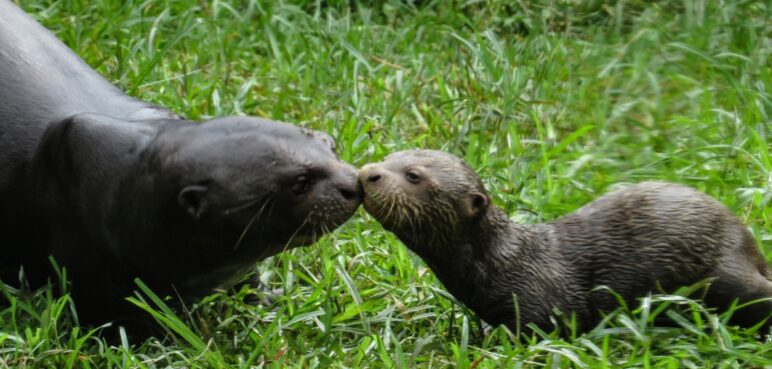 Zoológico de Cali tendrá entrada gratuita para niños: ¿cuándo será?
