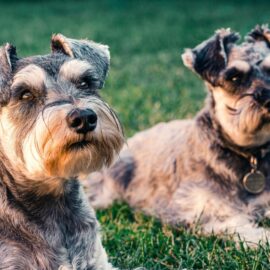 ¿Qué hay detrás del apetito de tu mascota? Esto es lo que pasa en ellas