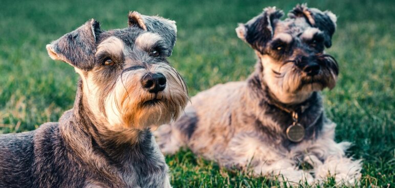 ¿Qué hay detrás del apetito de tu mascota? Esto es lo que pasa en ellas