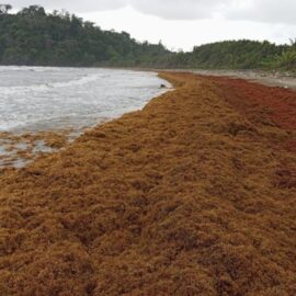 Alerta ambiental en Chocó por llegada masiva de alga invasora; ecosistemas y comunidades en riesgo