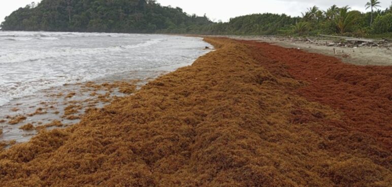 Alerta ambiental en Chocó por llegada masiva de alga invasora; ecosistemas y comunidades en riesgo