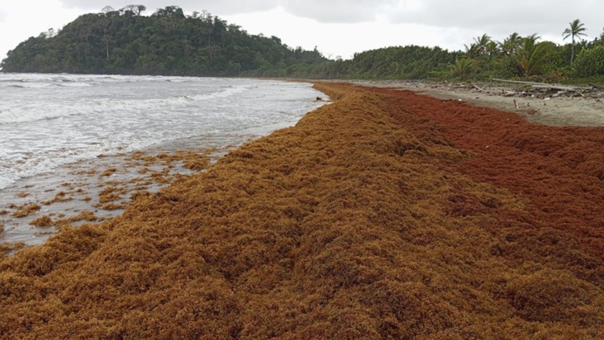 Alerta ambiental en Chocó por llegada masiva de alga invasora; ecosistemas y comunidades en riesgo