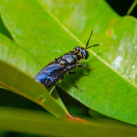 Una mosca que transforma residuos en alimento: la apuesta científica en Cali