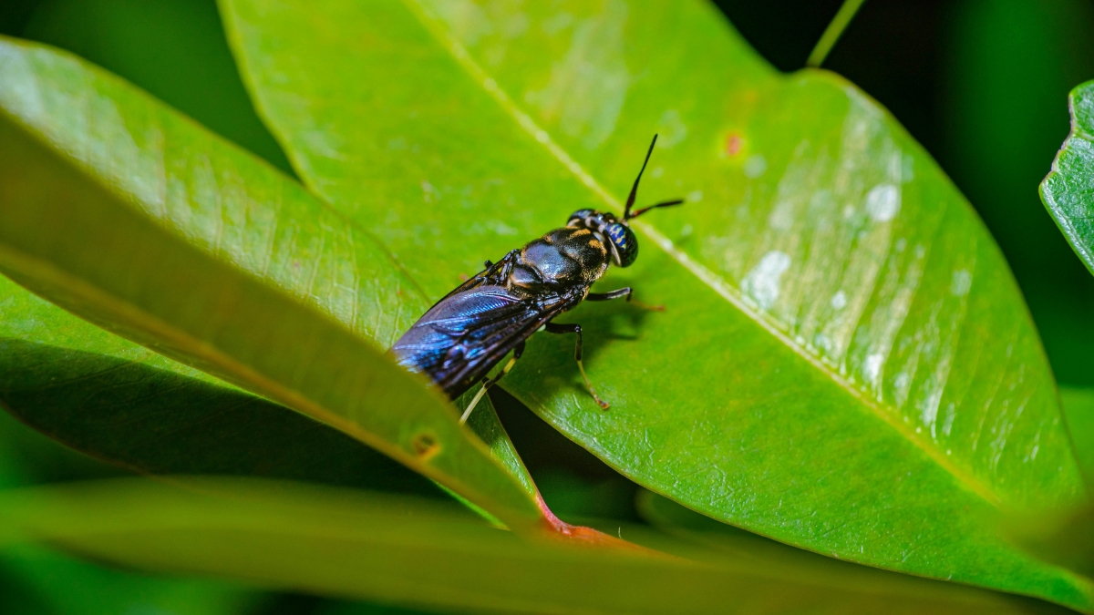 Una mosca que transforma residuos en alimento: la apuesta científica en Cali