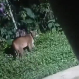 Video muestra puma concolor en Farallones de Cali: autoridades advierten sobre riesgo de caza ilegal